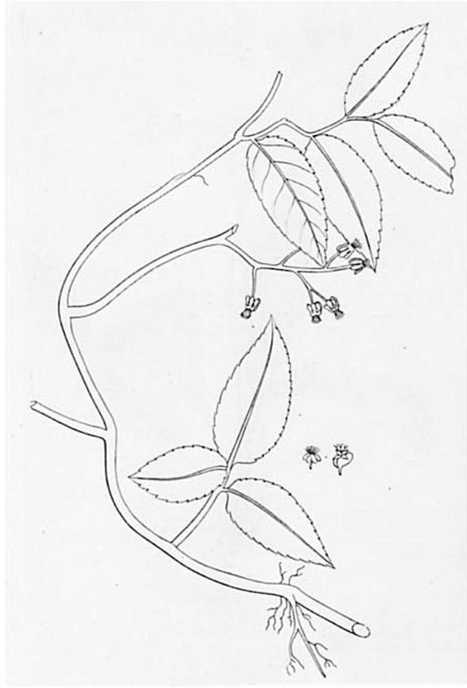 B. cerasiphylla
